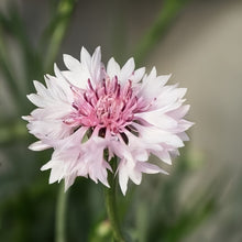 Cornflower Seeds - Pink Red