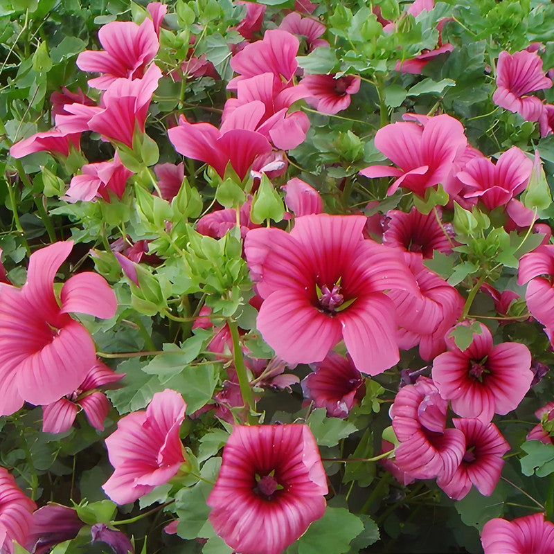 Malope Seeds - Pink
