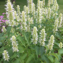White Korean Mint Seeds