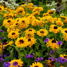Yellow Black Black Eyed Susan Seeds