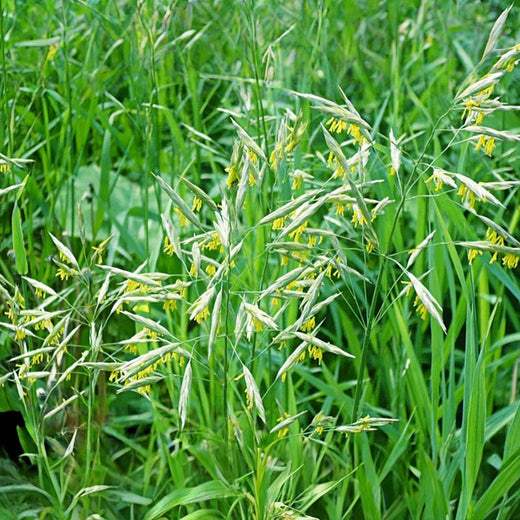 Smooth Bromegrass Seeds