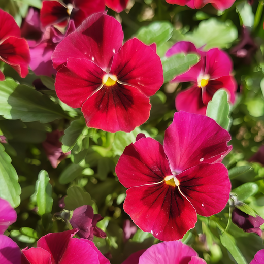 Pansy Seeds - Rose Red