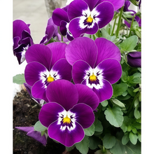 Dark Purple Viola Seeds