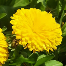 Light Yellow Calendula Seeds