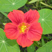 Rose Red Nasturtium Seeds