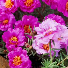 Moss Rose Seeds - Pink