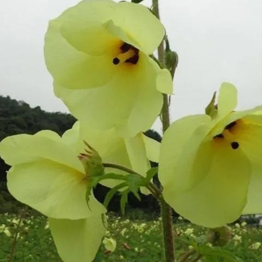 Mixed Flowering Okra Seeds