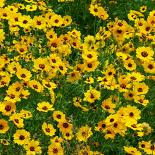Moisture Resistant Wildflower Mix