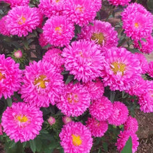 Purple Red Aster Seeds