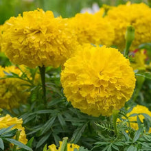 Orange African Marigold Seeds