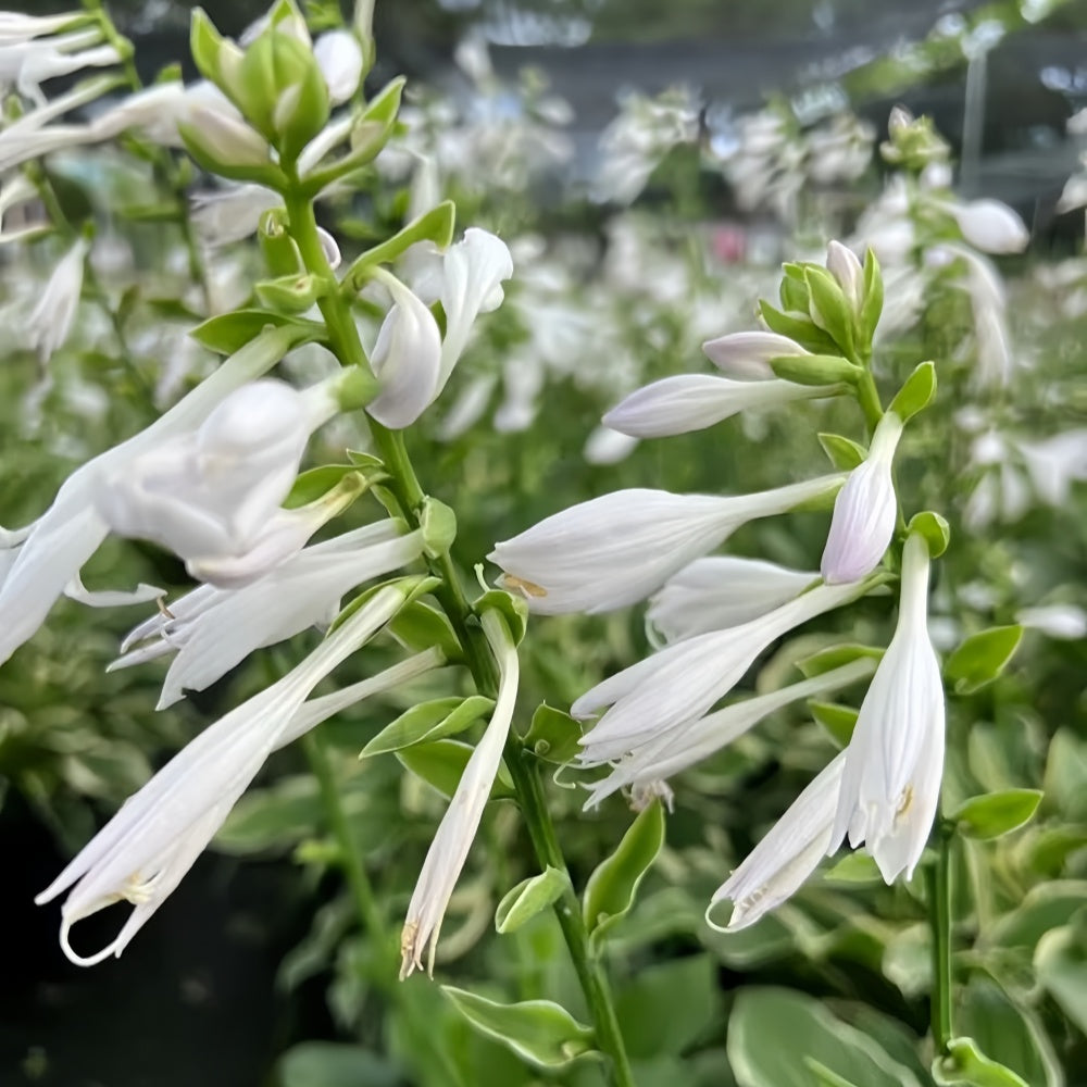 Hosta Seeds