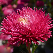 China Aster Seeds - Bright Red