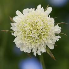 Scabiosa Atropurpurea Seeds Purple Pot Flower Green