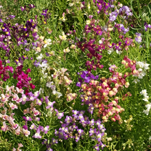 Linaria Seeds - Mix