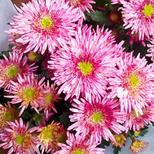 China Aster Seeds - Red With White Silk