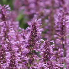 Light Red Purple Korean Mint Seeds