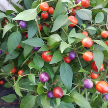 Cherry Pepper Seeds
