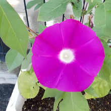 Rose Red Morning Glory Seeds