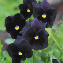 Pansy Seeds - Black