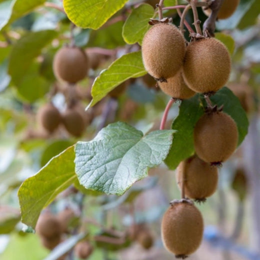 Kiwi Seeds