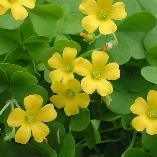 Oxalis Seeds - Yellow