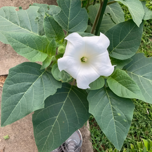 Datura Metel Seeds