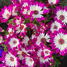Pericallis Hybrida Seeds - Mix
