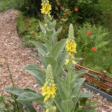 Verbascum Seeds - Yellow