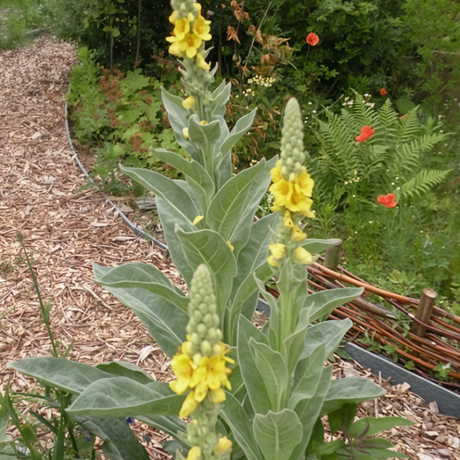 Verbascum Seeds - Yellow