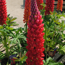 Lupine Seeds - Red
