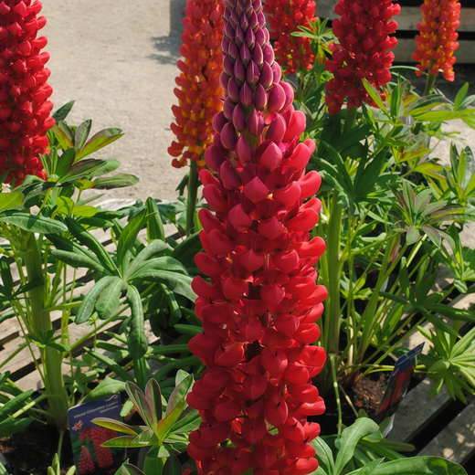 Lupine Seeds - Red