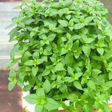 Catnip Seeds