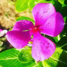 Vinca Seeds - Pink