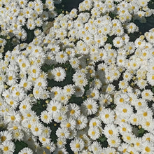 China Aster Seeds - White Dwarf