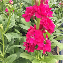 Stock Seeds - Red