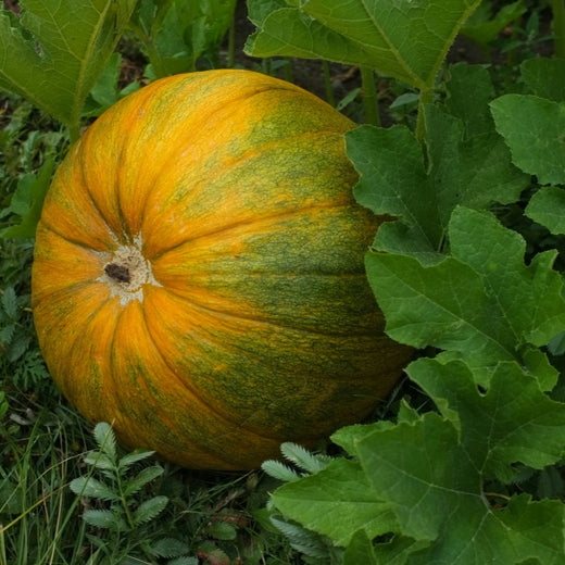 Giant Pumpkin Seeds
