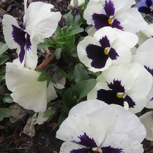 Pansy Seeds - White Spot