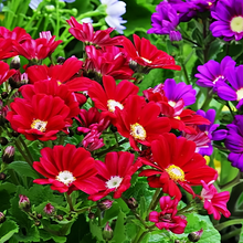 Pericallis Hybrida Seeds - Pink