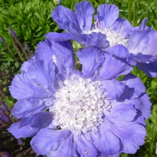 Scabiosa Seeds - Blue
