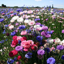 Cornflower Seeds - Double Mix