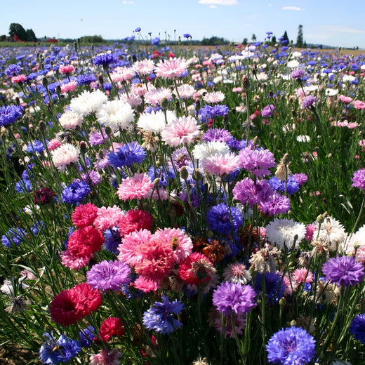 Cornflower Seeds - Double Mix