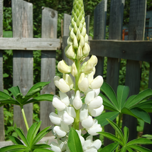Lupine Seeds - White