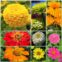 Summer Wildflower Mix