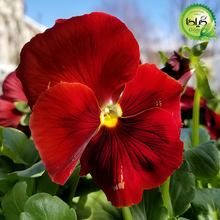 Pansy Seeds - Reddish Brown