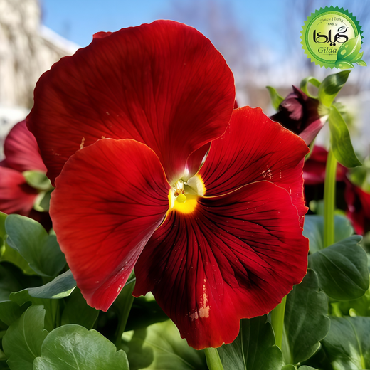 Pansy Seeds - Reddish Brown