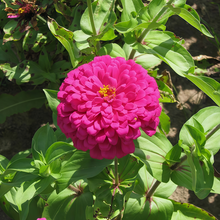 Red Zinnia Seeds