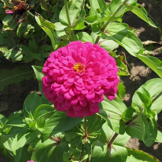 Red Zinnia Seeds