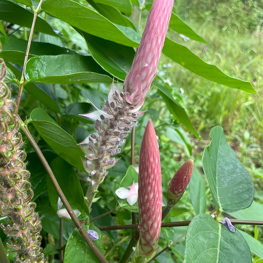 Timothy Grass Seeds