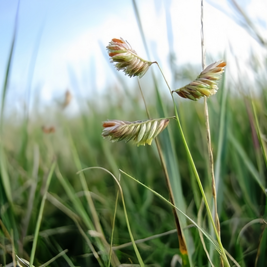 Buffalograss Seeds