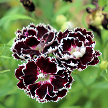 Dark Purple Dianthus Seeds